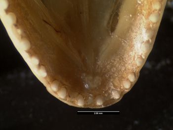Media type: image;   Herpetology R-20611